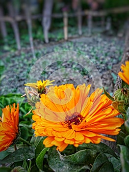 Close up of calendula officinalis flowers. Common pot marigold, ruddles or Scotch marigold in garden partiality blurred.