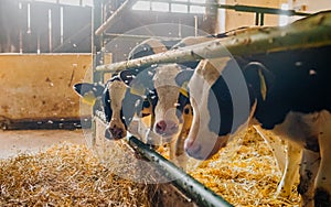 Calfs in livestock farm barn