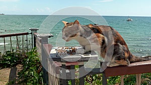 Close up of a calico domestic cat with tri color coat combination of white, orange and black patches eating catfood against beach