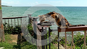 Close up of a calico domestic cat with tri color coat combination of white, orange and black patches eating catfood against beach