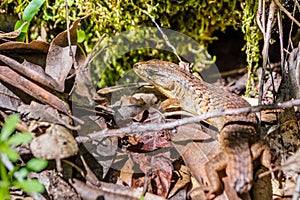 Close up of California Alligator Lizard (Elgaria multicarinata multicarinata) that lost its long tail, Uvas Canyon county park,