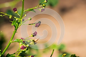 Close up of California bee plant Scrophularia californica, Stebbins Cold Canyon, Napa Valley, California photo