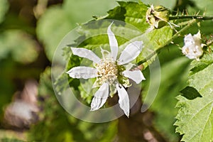Close up of California blackberry Rubus ursinus flower and leaf, Santa Cruz Mountains, California