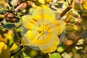 Close up of California Flannelbush Fremontodendron californicum flower in spring, California