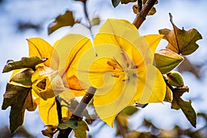 Close up of California Flannelbush Fremontodendron californicum flower in spring, California