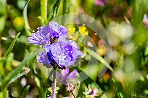 Close up of California Gilia wildflower blooming in spring, California