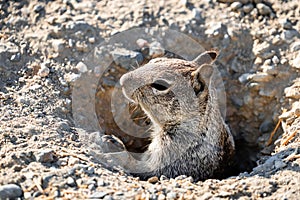 Close up of California ground squirrel Otospermophilus beecheyi head peeking out from a burrow; Merced National Wildlife Refuge