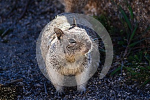Close up of California Ground Squirrel (Otospermophilus beecheyi) sitting partially in the shade of a boulder, Joshua Tree