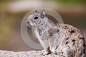 Close up of California Ground Squirrel Otospermophilus beecheyi, wind messing its fur, Joshua Tree National Park