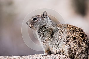 Close up of California Ground Squirrel Otospermophilus beecheyi, wind messing its fur, Joshua Tree National Park