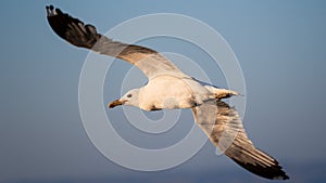 Close up of California Gull Larus californicus in mid flight; San Francisco Bay Area, California