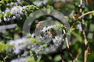 Close up of California Honey Bees