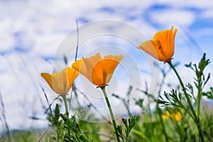 Close up of California poppies (Eschscholzia californica) blooming on the hills of south San Francisco bay area in springtime;