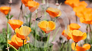 Close up of California Poppies Eschscholzia californica growing on a meadow, San Jose, south San Francisco bay, California