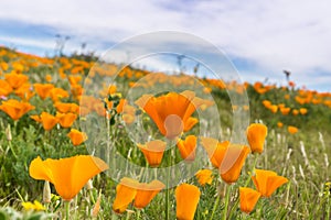 Close up of California Poppies Eschscholzia californica during peak blooming time, Antelope Valley California Poppy Reserve