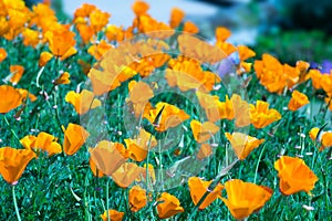 Close up California poppy or golden poppy - Tungsten style