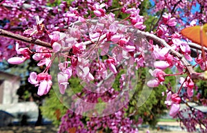 Close up of California Red Bud Cercis Occidentalis Tree in Spring Sunshine