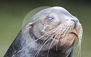 Close-up of a California sea lion