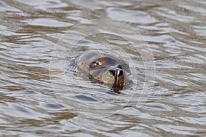 Close-up of a California sea lion