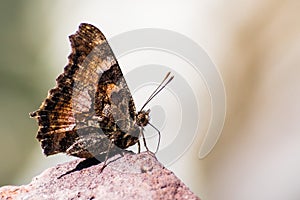 Close up of California tortoiseshell (Nymphalis californica) butterfly resting on a rock; Lassen Volcanic National Park, Northern