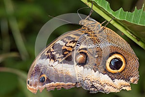 Close up of Caligo eurilochus butterfly