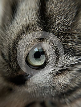 Close-up of caliot cat's eyes