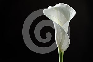 Close up calla lily