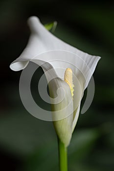 Close-up of a calla lily in bloom, its white petals shimmering softly against a green background. The