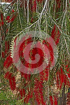 Close up of Callistemon Citrinus