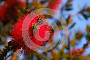 Close-up of Callistemon citrinus, red bottlebrush flower.