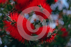Close-up of Callistemon citrinus, red bottlebrush flower.