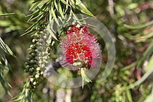 Close up of  a callistemon flower known as a bottle brush tree