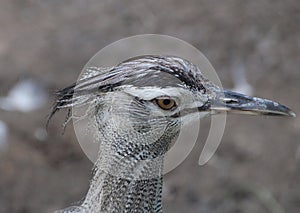 Close up of a calm Kori Bustard