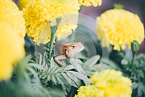 Close up of Calotes versicolor Daudin, Oriental garden lizard