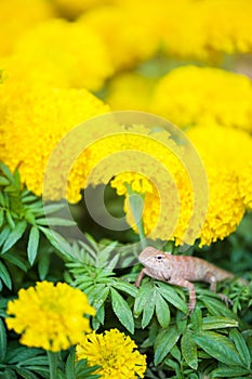 Close up of Calotes versicolor Daudin, Oriental garden lizard