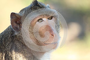 Close up of a Cambodian macaque. photo