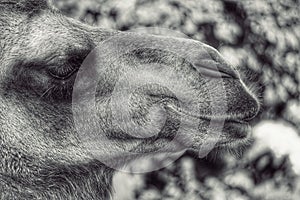 close-up of camel in black and white