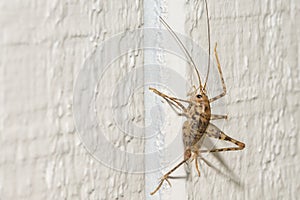 A close up of a Camel Cricket
