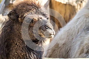 Close up of a camel chewing photo