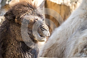 Close up of a camel chewing photo