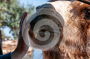 Close Up Of A Camel That Eats Nuts From The Hand Of A Child At The Zoo