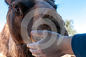 Close Up Of A Camel That Eats Nuts From The Hand Of A Child At The Zoo