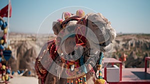 Close up of the camel face. The Arabian camel is the undisputed favorite animal of the populations of the Arab world