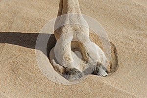 Close-up of Camel Foot, large leathery pad in the sand, animal part