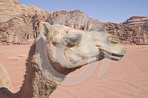 Close up of camel head in desert
