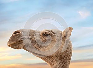 Close up of a  Camel Head in the desert