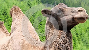 Close up of a camel head standing in a zoo.