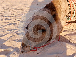 Close up of camel with its head resting on the sand, Sahara desert