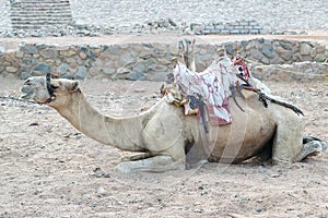 Close up camel lying on sand waiting for the tourist on a sea beach, Egypt