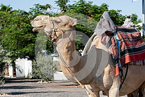Close up of camel mammal shot on the street